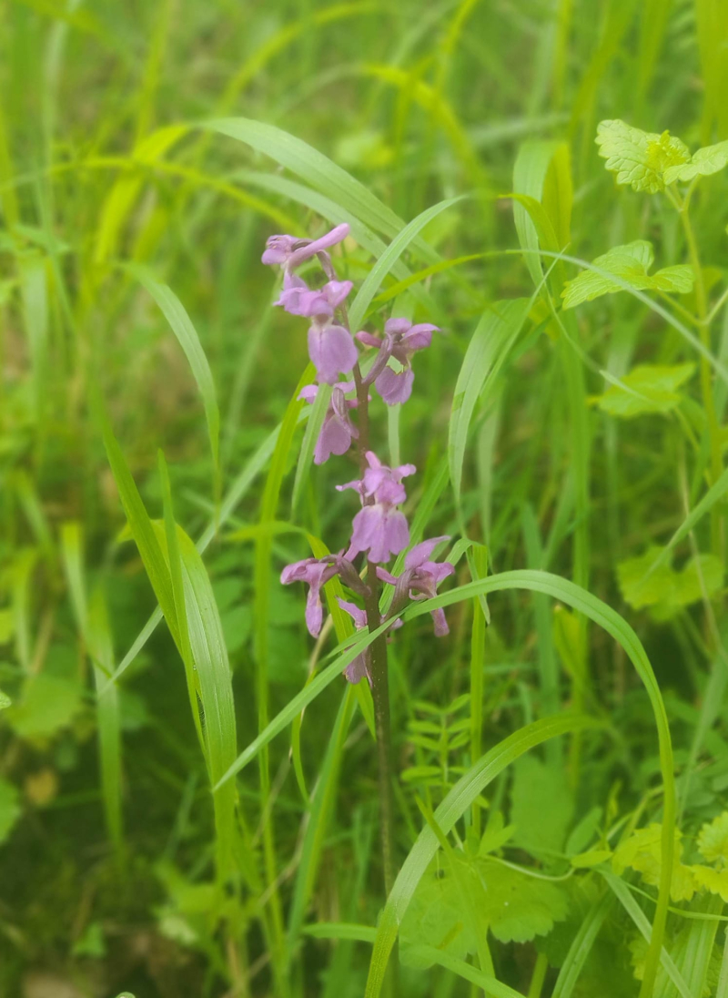 Purple orchid