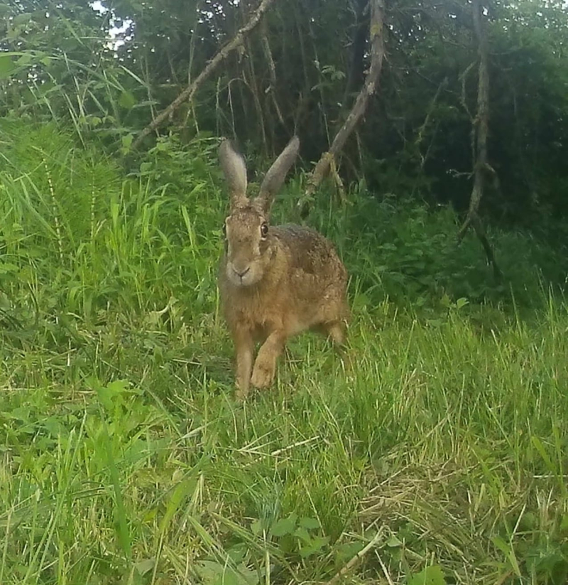 The hare