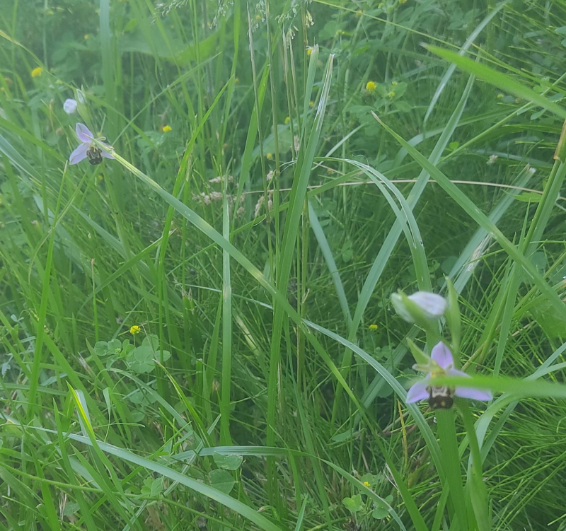 More bee orchids