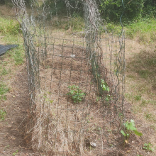 Bed number 3 borlotti beans