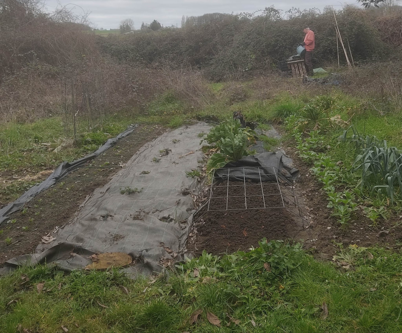 Busy potager plot