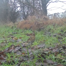 Birds thrush 3
