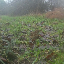 Birds thrush 4