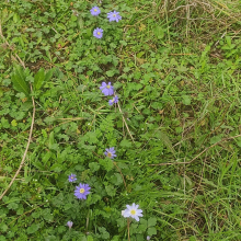 Anemonies