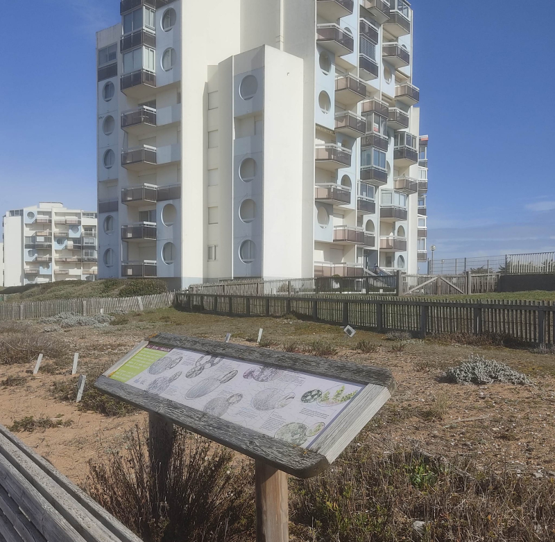 Saving dune plants