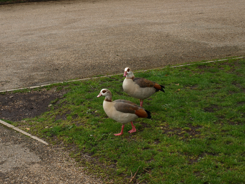 Egyptian geese