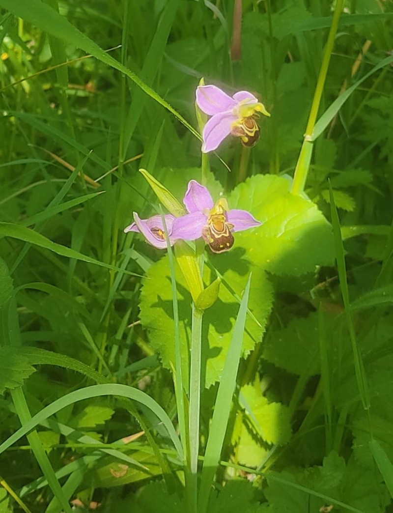 Sunny bee orchid