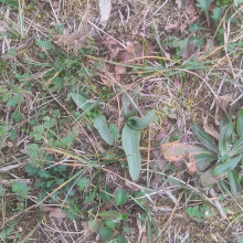 Bee orchid rosettes