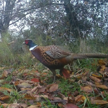 Birds cock pheasant 2 - Copy