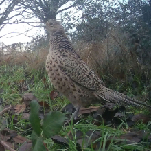 Birds hen pheasant 2