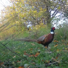 Birds cock pheasant - Copy