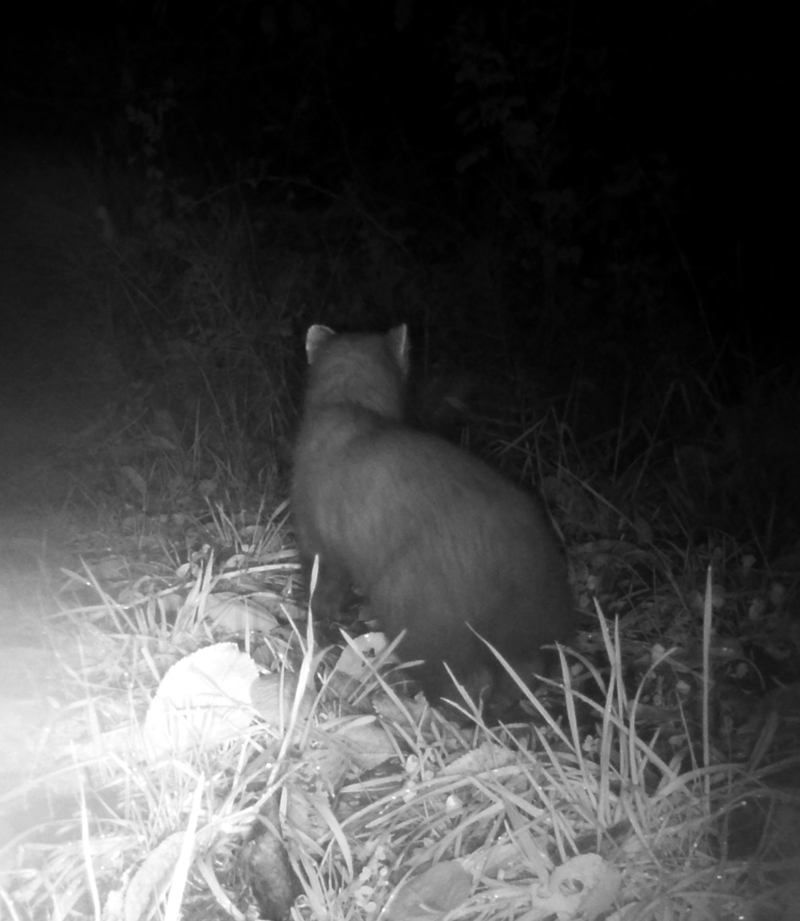 Animals pine martin 2