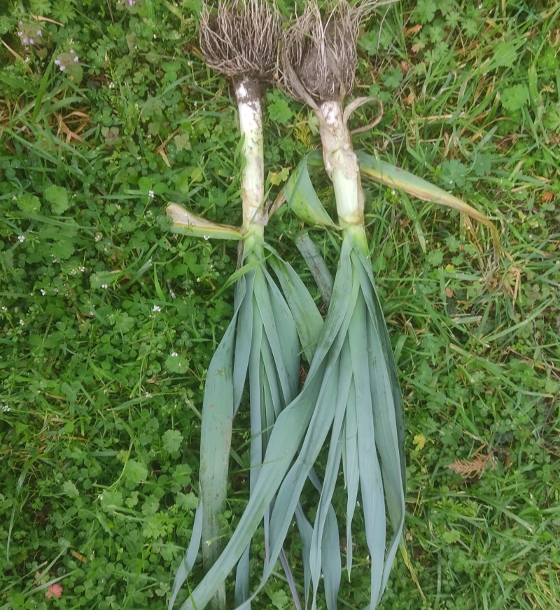 Fine leeks