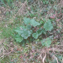 Secret rhubarb