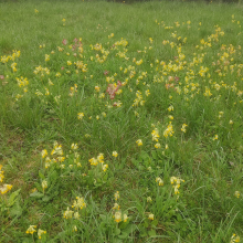 Cowslips