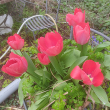 Red tulips