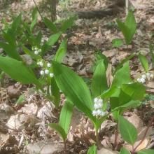 Lily of the valley at the 1 acre wood