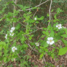 Wild medlar