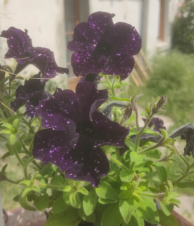 New black petunia