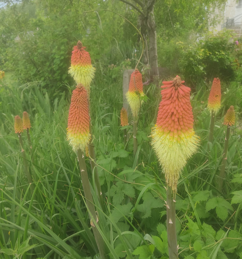 Red hot pokers