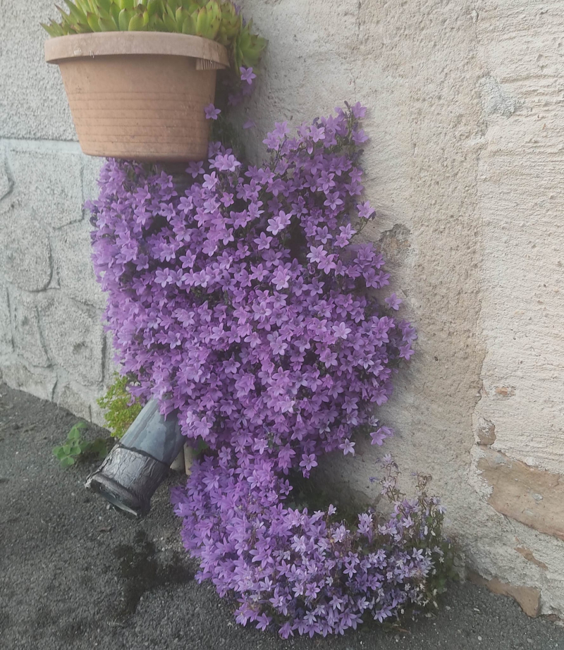 Campanula rampant