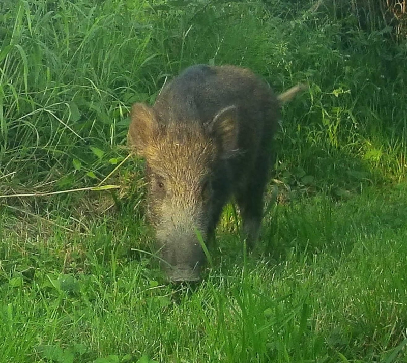 Boar 2