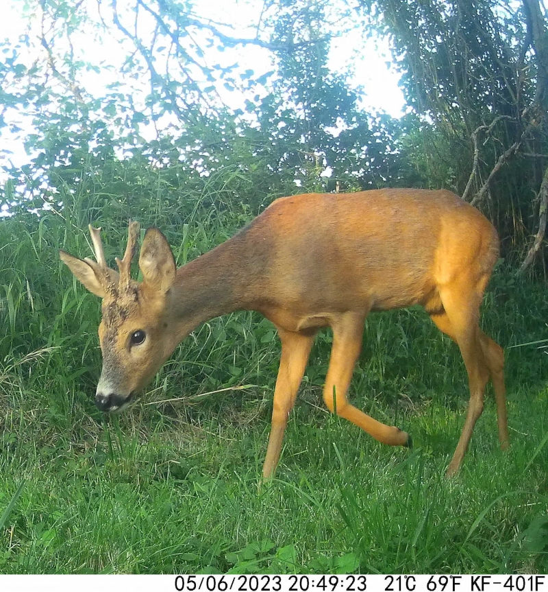 Deer passing through