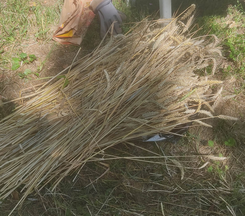 Wheat crop