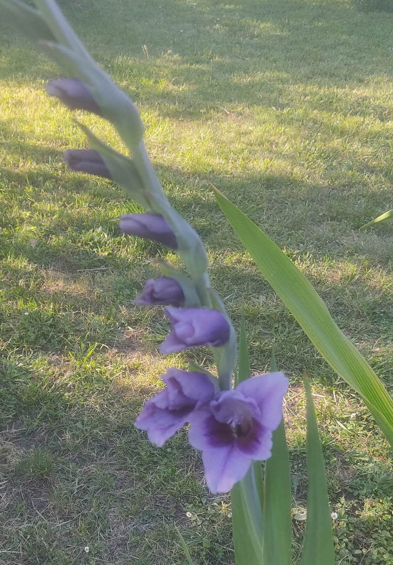 Aldi gladioli