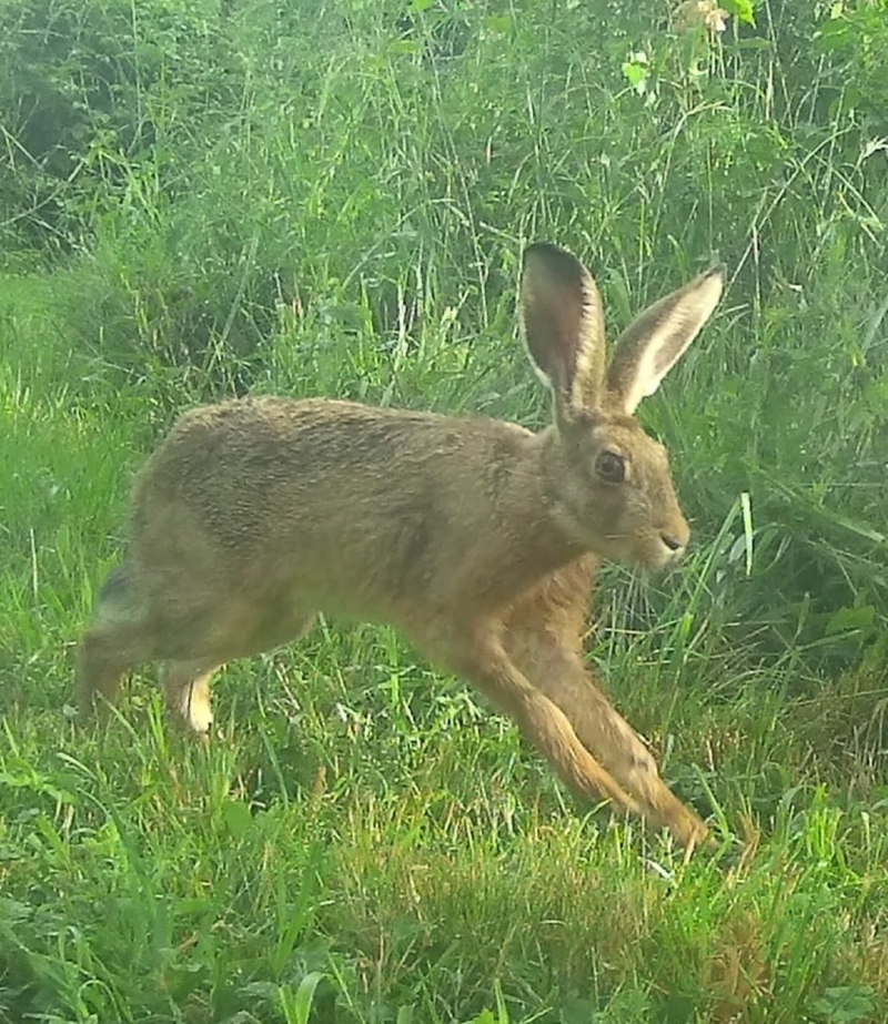 Action hare