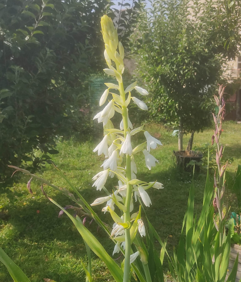 Pound shop star gazer lily