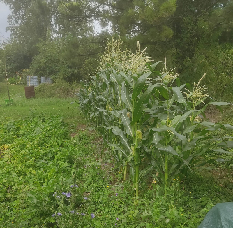 Sweetcorn and tatties