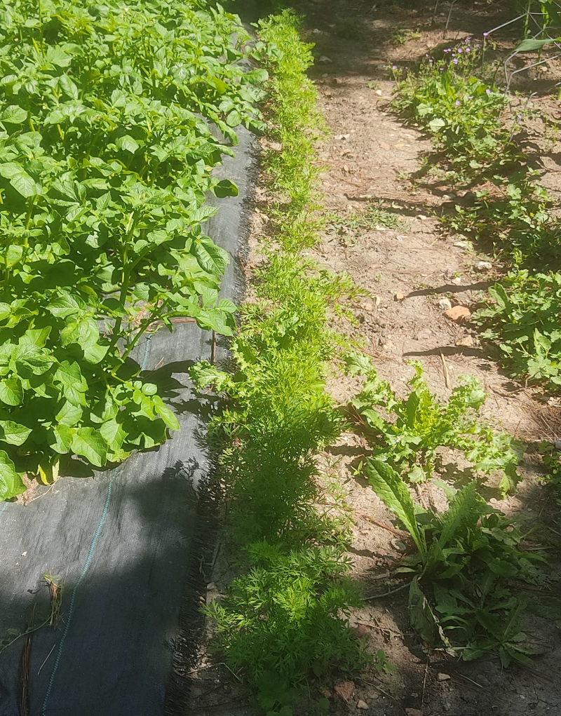 Carrots and parsnips