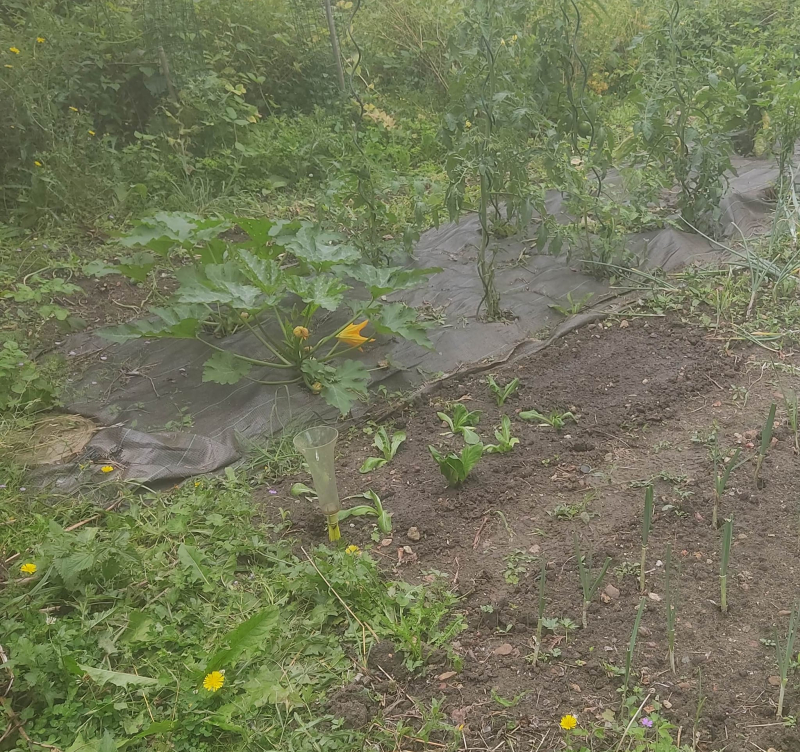 Transplanted lettuce