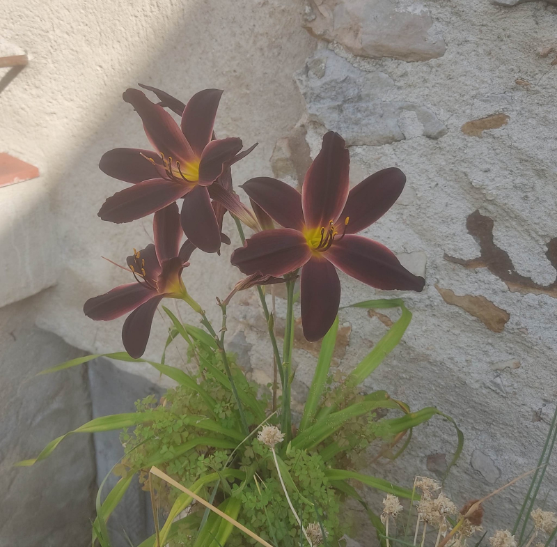 W and w black day lilies
