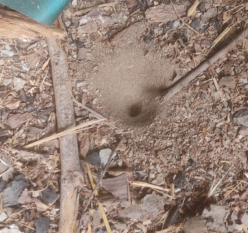 Ant lion or vice versa