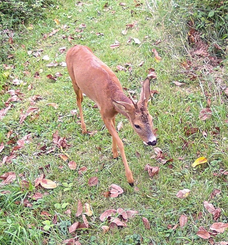 Deer from above