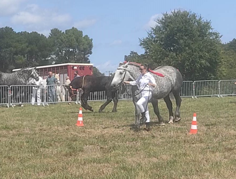 Percheron 3