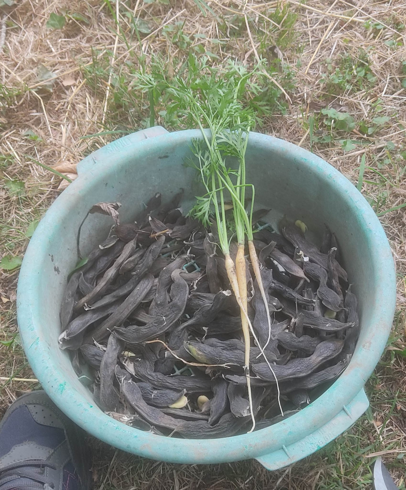 Carrots and broad beans