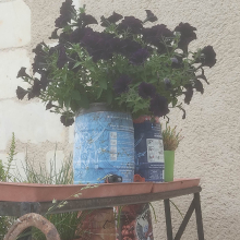 Black glitter petunias