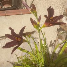 Black day lillies