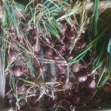 Red onion harvest
