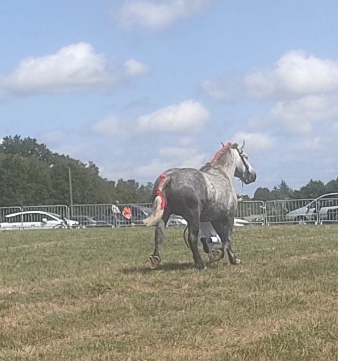 Percheron 1