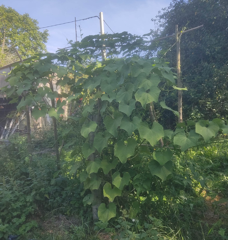 The scale of the plant