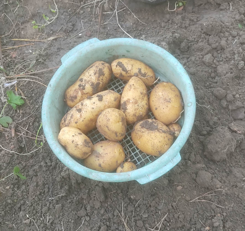 Just one seed potato