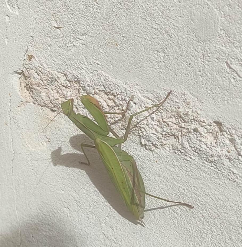 Doorkeeper mantis