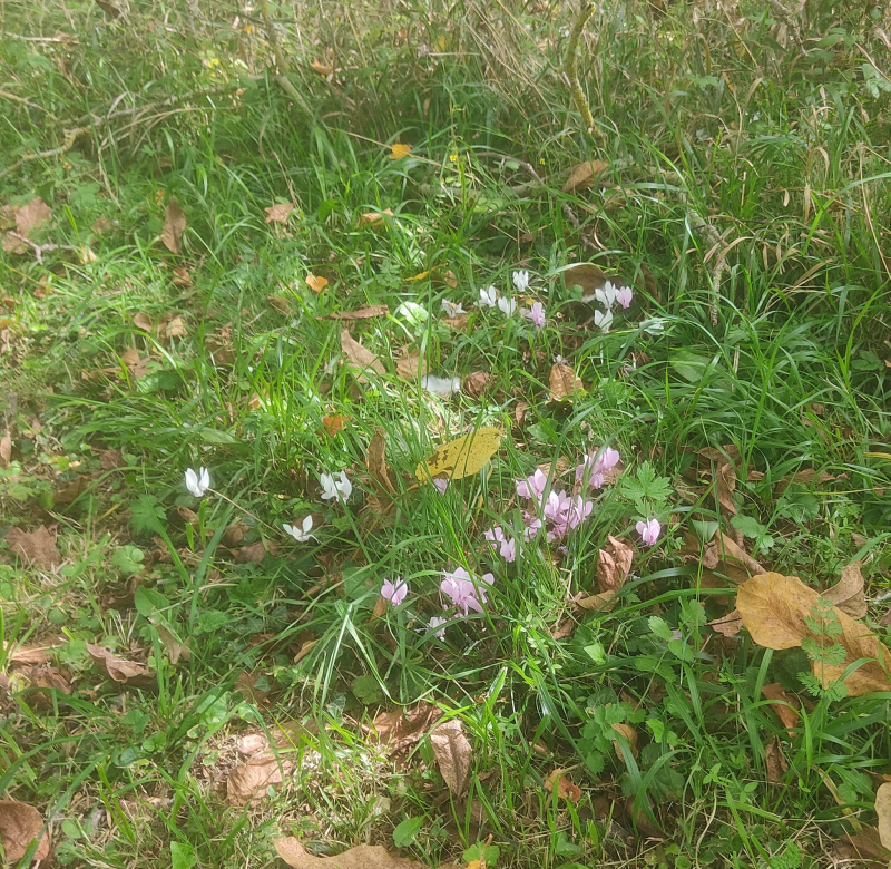 Mixed cyclamen