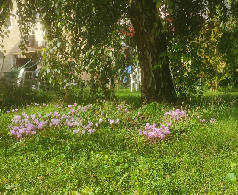 Mixed cyclamen