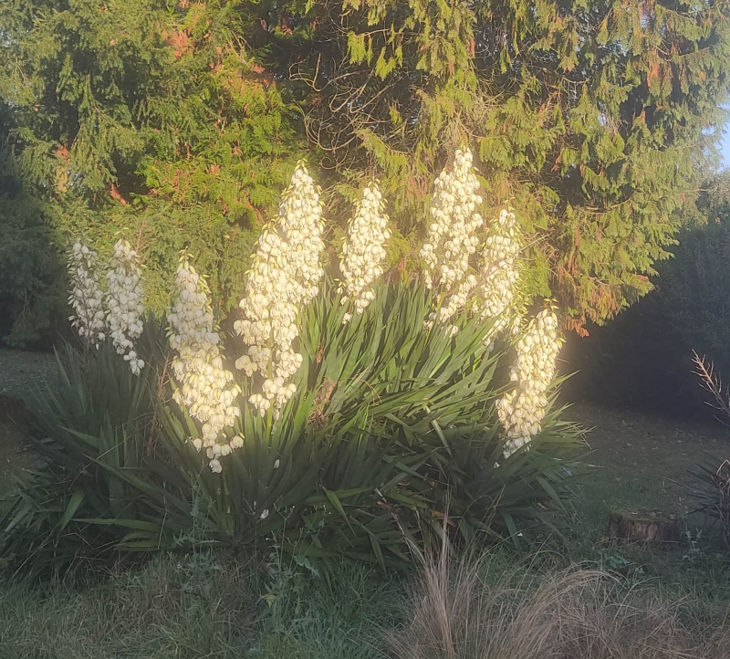 Flowering yukka in morning sun