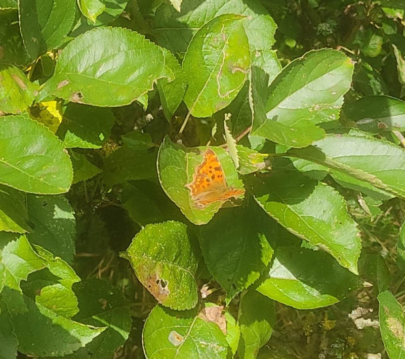 Butterfly comma